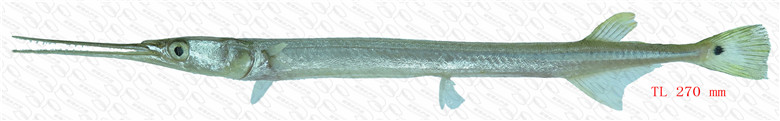 尾斑柱颌针鱼( 圆颌针鱼) 