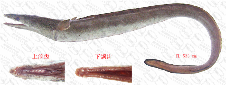 褐海鳗( 山口海鳗) 