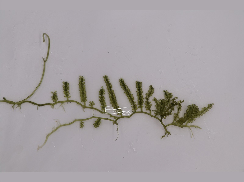 长茎葡萄蕨藻
